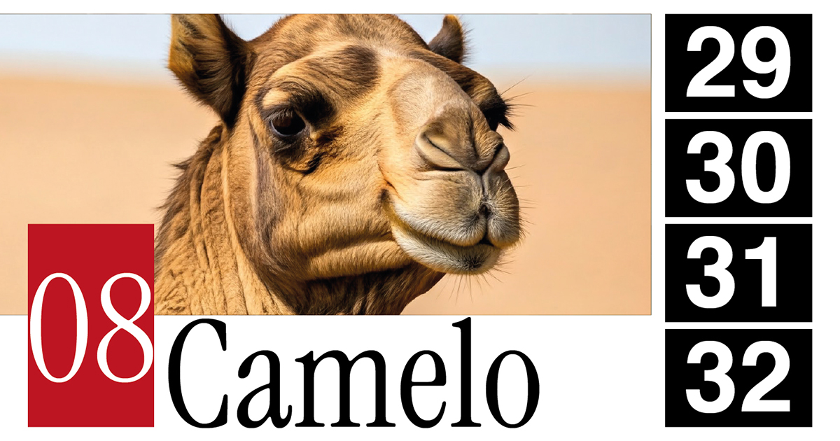 08 Camelo - 29 - 30 - 31 - 32