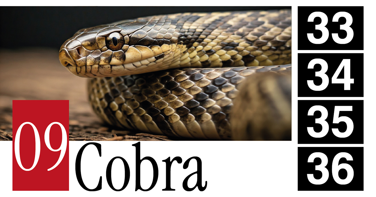09 Cobra - 33 - 34 - 35 - 36
