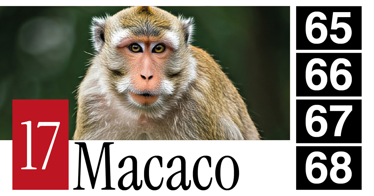 17 Macaco - 65 - 66 - 67 - 68